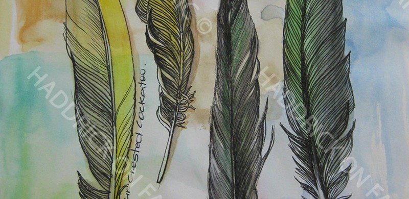 feather drawings 4