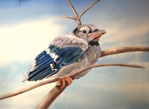 baby blue jay